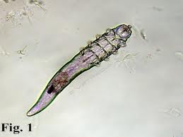 demodex