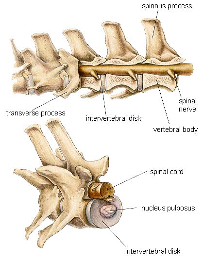 anatomia-colonna