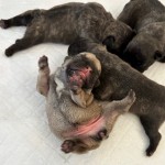 cucciolo6
